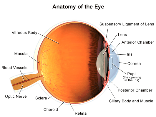anatomy - Intermountain Eye Centers