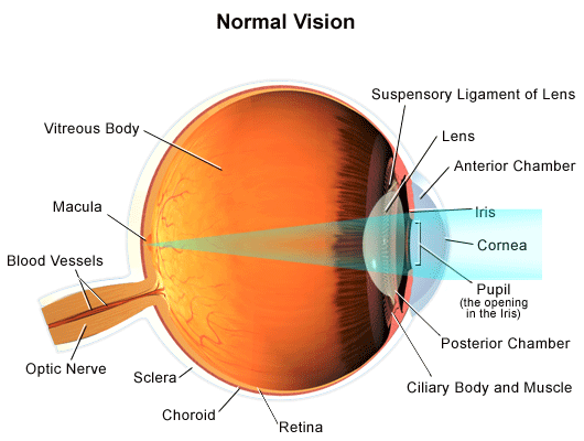 Diagram of light passing through the eye